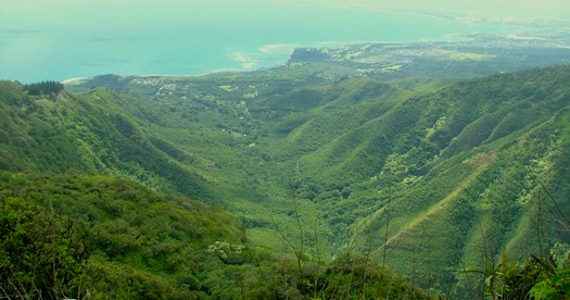 Waihee Ridge Hike Rain Forest