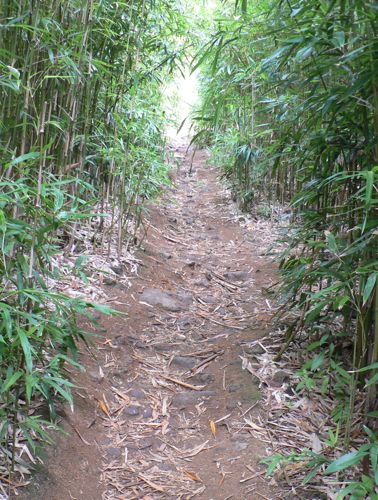 Maui Bamboo Hike
