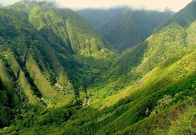 Waihee Ridge Hike Rain Forest